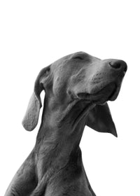 Black Dog Wall Art