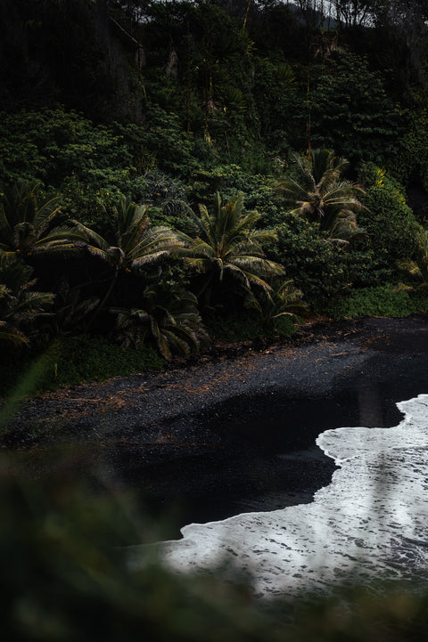 Black Sand Palms Wall Art
