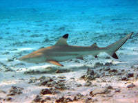 Black Tip Reef Shark Wall Art