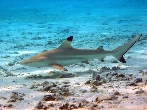 Black Tip Reef Shark Wall Art