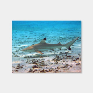 AUTO-MOCKUP WHITE | Black Tip Reef Shark | 1 Piece | Gallery Wrap Canvas | group=4x3