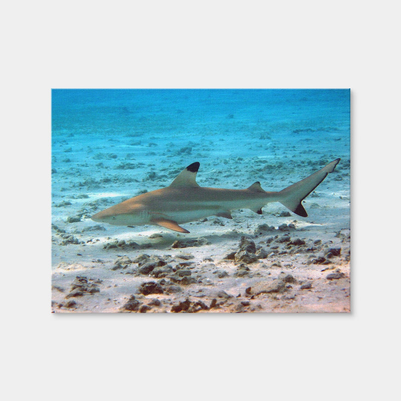 AUTO-MOCKUP WHITE | Black Tip Reef Shark | 1 Piece | Gallery Wrap Canvas | group=4x3