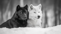 Black & White Wolves Wall Art