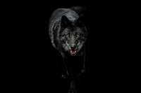 Black Wolf Black Background Wall Art