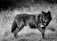 Black Wolf Grayscale Wall Art