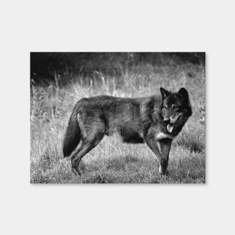 AUTO-MOCKUP WHITE | Black Wolf Grayscale | 1 Piece | Gallery Wrap Canvas | group=4x3