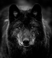 Black Wolf Headshot Wall Art
