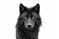 Black Wolf Portrait Wall Art