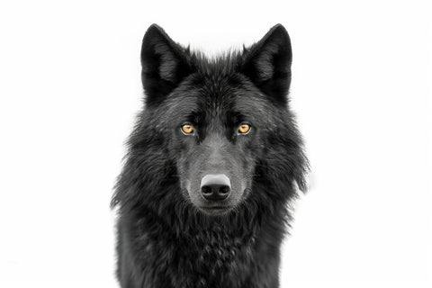 Black Wolf Portrait Wall Art