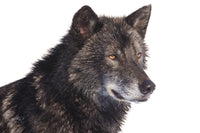 Black wolf side portrait Wall Art