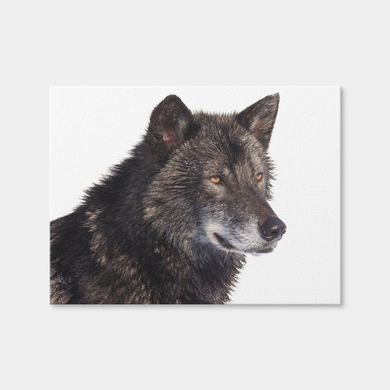 AUTO-MOCKUP WHITE | Black Wolf Side Portrait | 1 Piece | Gallery Wrap Canvas | group=4x3