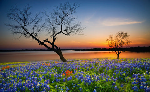 Blooming bluebonnet wildflower field Wall Art