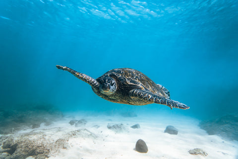Blue Turtle Wall Art