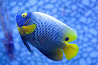 Blue and yellow tropical fish Wall Art