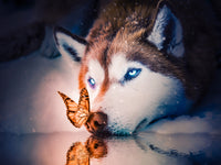 Blue eyes wolf Wall Art
