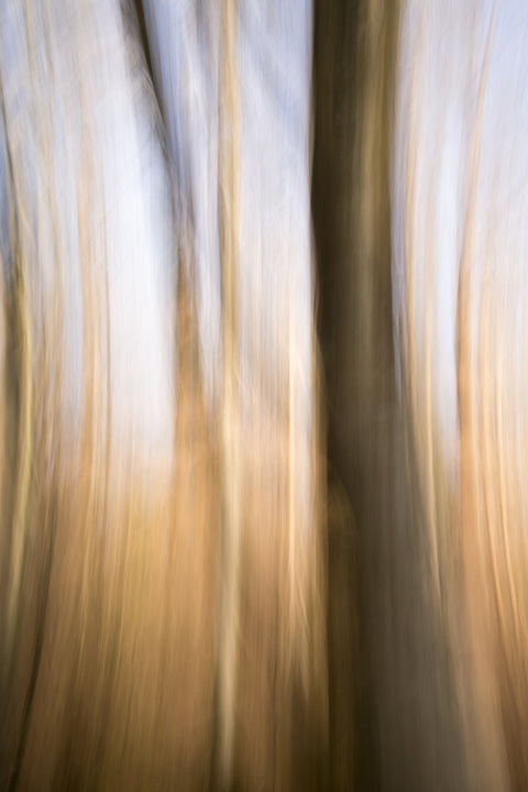 Blurred Heath Wall Art