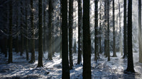 Bois Jacques Battle of the Bulge Wall Art