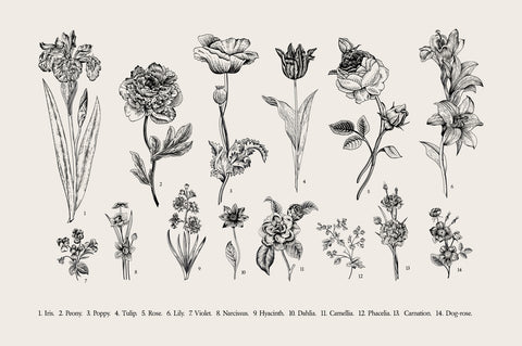 Botany Set Vintage Flowers Wall Art