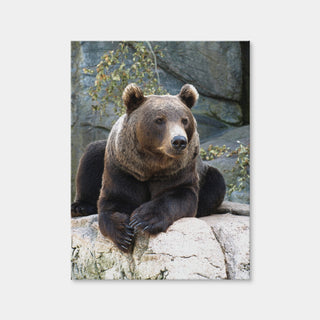 AUTO-MOCKUP WHITE | Brown Grizzly Bear | 1 Piece | Gallery Wrap Canvas | group=3x4