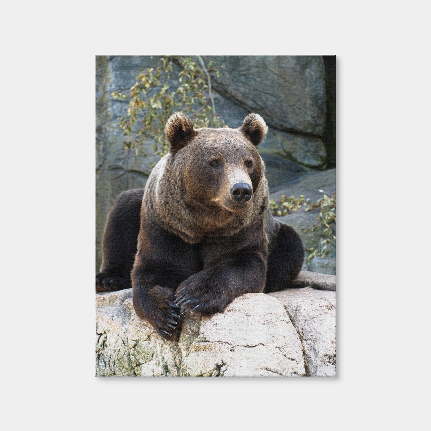 AUTO-MOCKUP WHITE | Brown Grizzly Bear | 1 Piece | Gallery Wrap Canvas | group=3x4