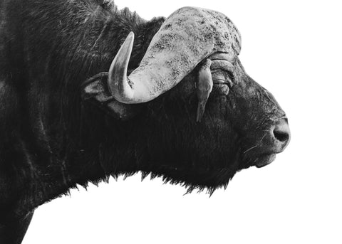 Buffalo Wall Art