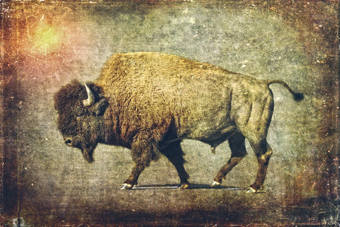 Buffalo Art Wall Art