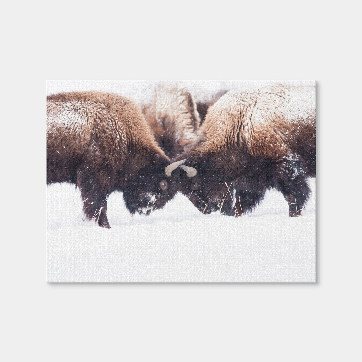 AUTO-MOCKUP WHITE | Buffalo Fighting in Yellowstone | 1 Piece | Gallery Wrap Canvas | group=4x3