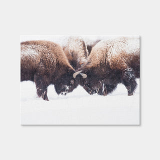 AUTO-MOCKUP WHITE | Buffalo Fighting in Yellowstone | 1 Piece | Gallery Wrap Canvas | group=4x3