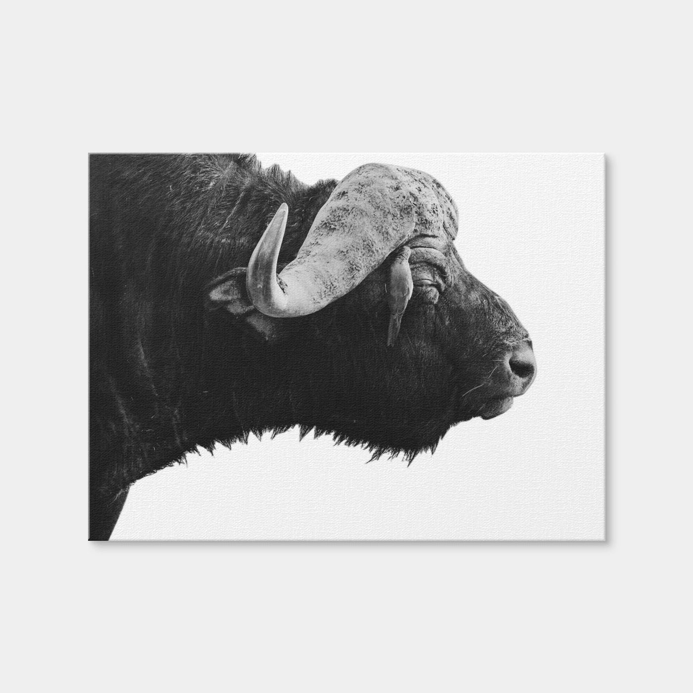 AUTO-MOCKUP WHITE | Buffalo | 1 Piece | Gallery Wrap Canvas | group=4x3