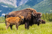 Buffalo with calf Wall Art