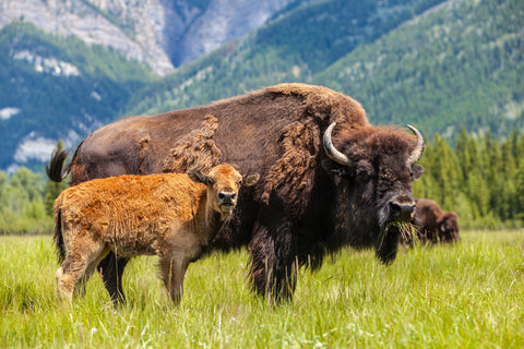 Buffalo with calf Wall Art