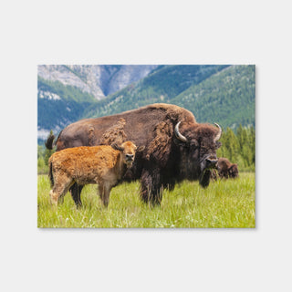 AUTO-MOCKUP WHITE | Buffalo with Calf | 1 Piece | Gallery Wrap Canvas | group=4x3