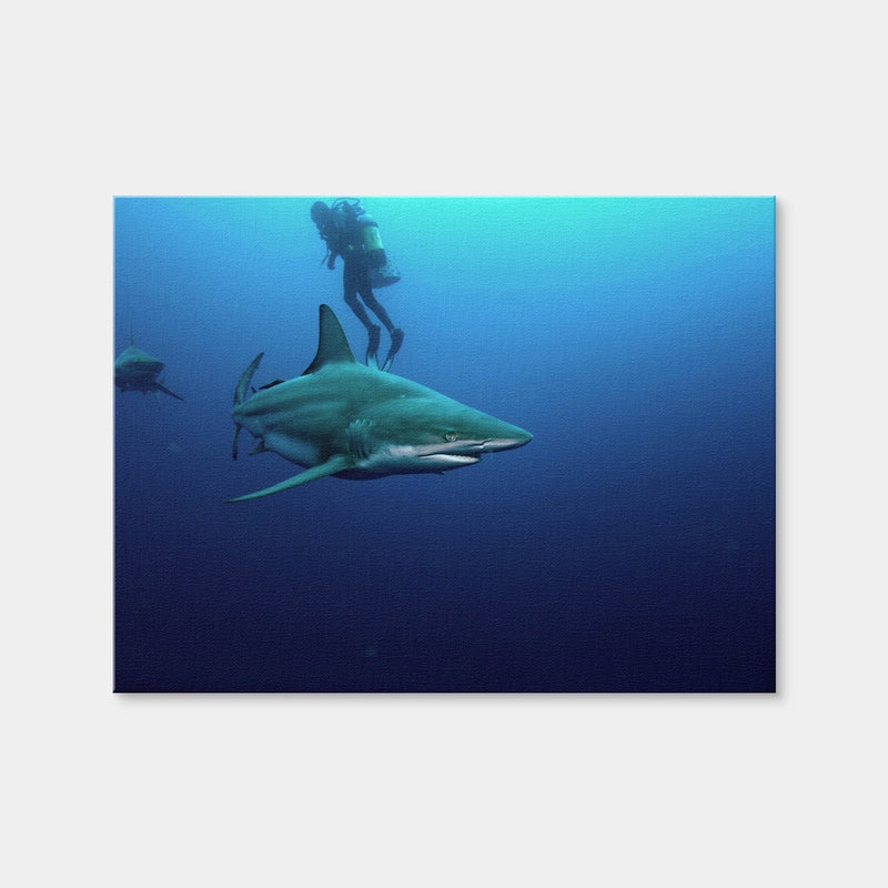 AUTO-MOCKUP WHITE | Bull Shark & Diver | 1 Piece | Gallery Wrap Canvas | group=4x3
