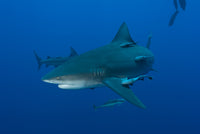Bull shark and Remoras Wall Art
