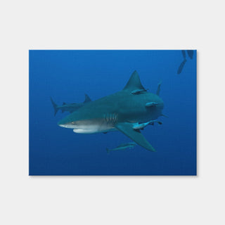 AUTO-MOCKUP WHITE | Bull shark and Remoras | 1 Piece | Gallery Wrap Canvas | group=4x3