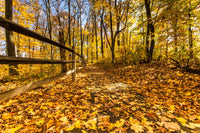 Caesar Creek State Park Fall Foliage Wall Art