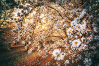 California Blossom Trail Wall Art
