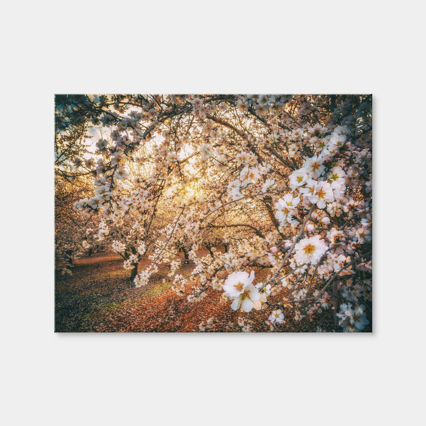 AUTO-MOCKUP WHITE | California Blossom Trail | 1 Piece | Gallery Wrap Canvas | group=4x3