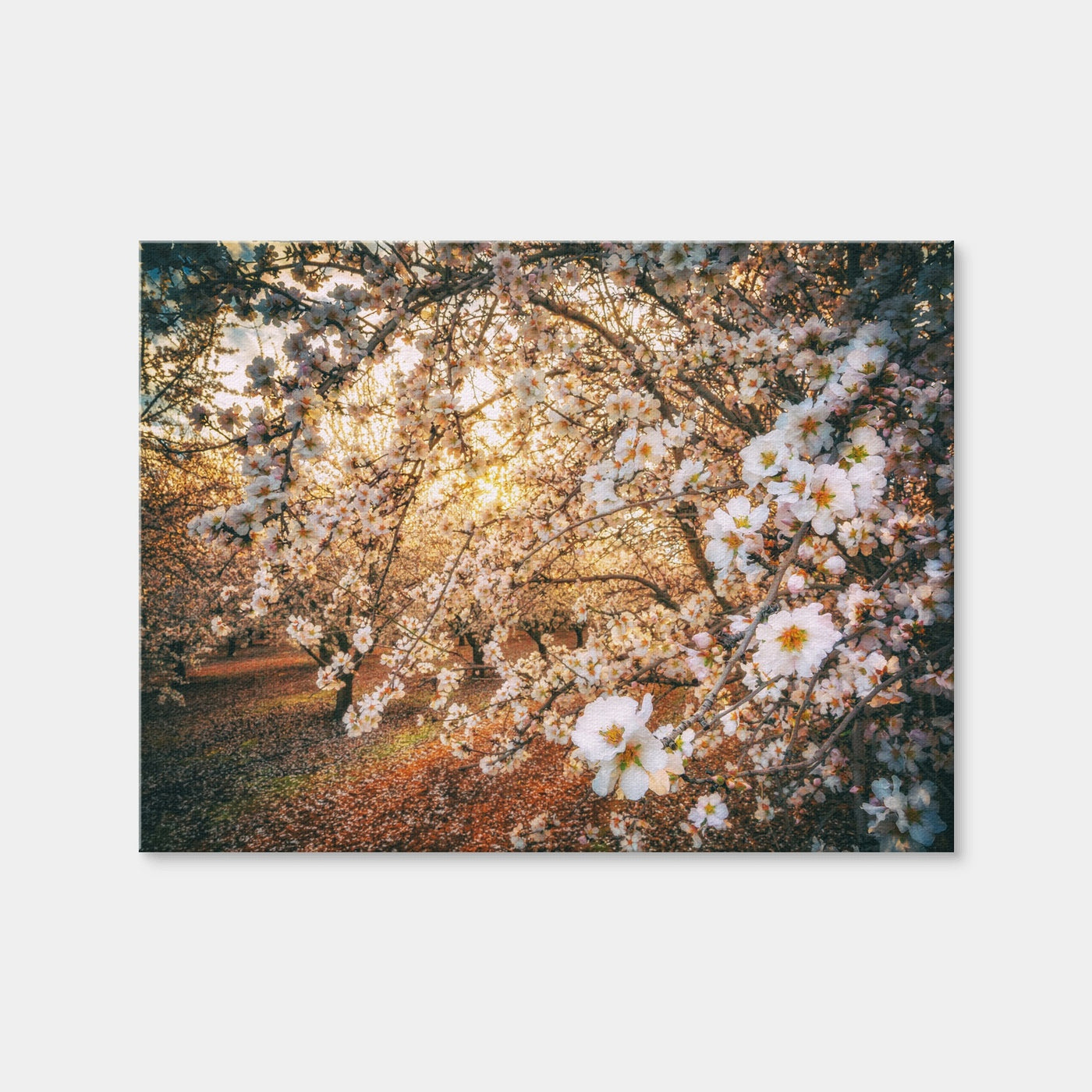 AUTO-MOCKUP WHITE | California Blossom Trail | 1 Piece | Gallery Wrap Canvas | group=4x3