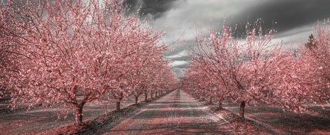 California Pink Blossoms Wall Art