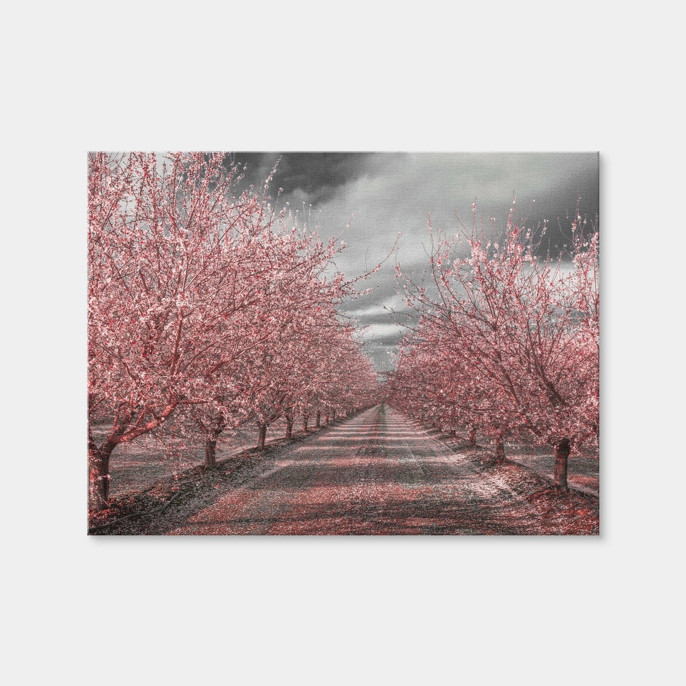 AUTO-MOCKUP WHITE | California Pink Blossoms | 1 Piece | Gallery Wrap Canvas | group=4x3