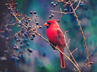 Cardinal and Berries Wall Art