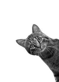 Cat Wall Art