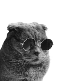 Cat Cool Wall Art