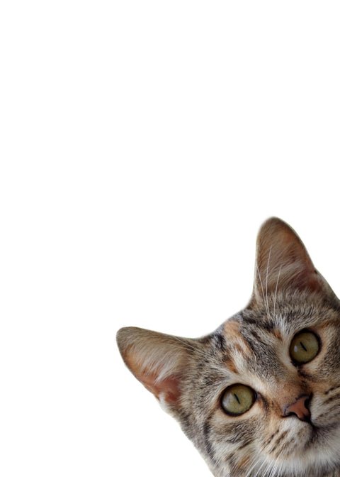 Cat Face Wall Art