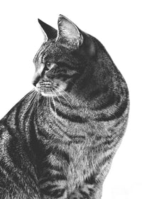 Cat Glance Wall Art