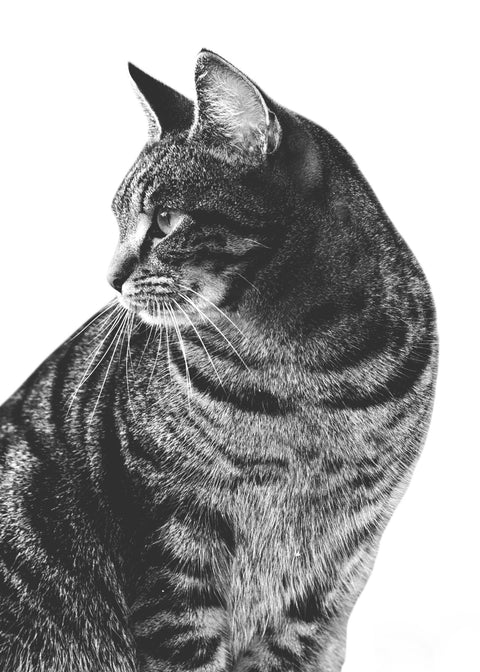 Cat Glance Wall Art