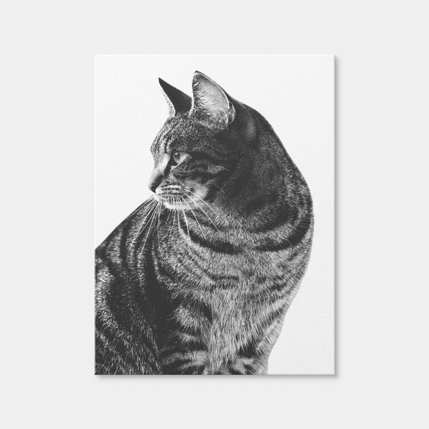 AUTO-MOCKUP WHITE | Cat Glance | 1 Piece | Gallery Wrap Canvas | group=3x4