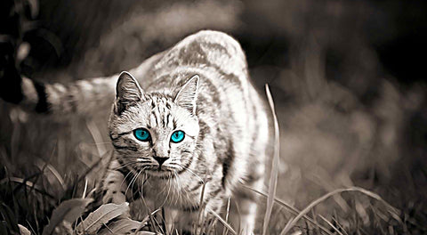 Cat On The Prowl Wall Art