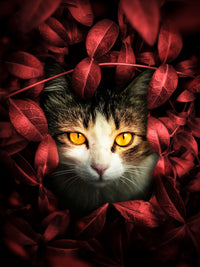 Cat hunting Wall Art